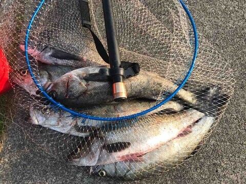 ブルーカレントⅢ 82/B : ベイト使いな日々