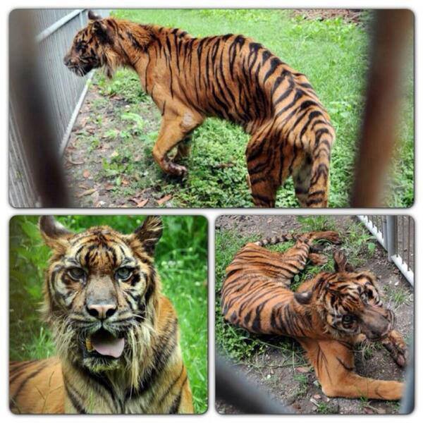 閲覧注意 ケージにぶら下がって死んだライオン スラバヤにある 死の動物園 バリ島ニュース
