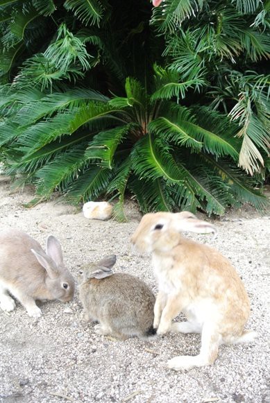 大久野島にて 赤ちゃんうさぎ ９球入魂