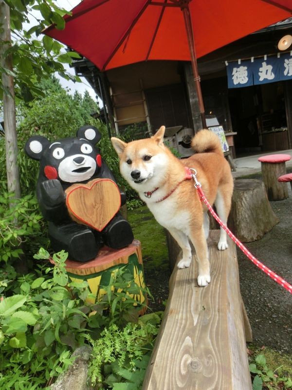 夏の思い出 あそ望の郷 ドッグラン編 バルーン地蔵 柴犬もこ 木香 のフォト随想