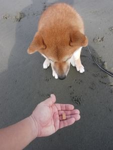 待てっ バルーン地蔵 柴犬もこ 木香 のフォト随想