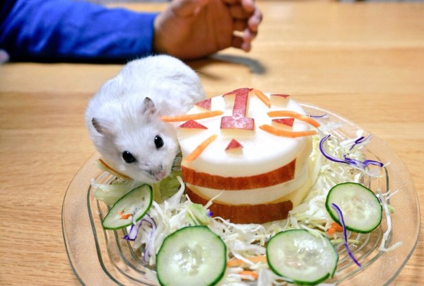 ハムスターももちゃん誕生会 : 風船モコちゃんねる