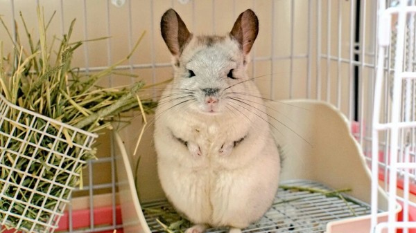 ミモマグリア 激レア チンチラ コート 次が