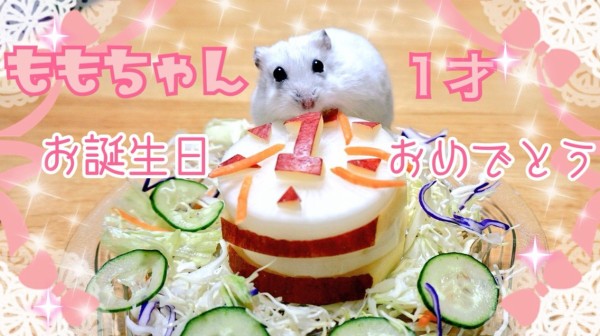 ハムスターももちゃん誕生会 : 風船モコちゃんねる