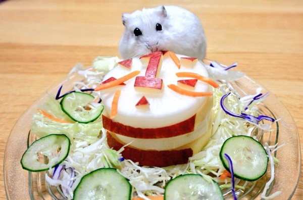 ハムスターももちゃん誕生会 : 風船モコちゃんねる