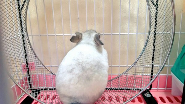 チンチラに大きな回し車を購入 : 風船モコちゃんねる