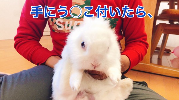 うさぎのお世話 : 風船モコちゃんねる