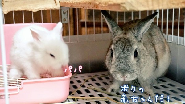 うさぎの赤ちゃんとパパ初対面 : 風船モコちゃんねる