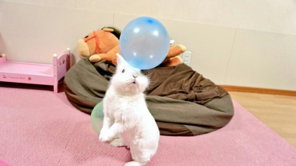 うさぎの隠し芸2 : 風船モコちゃんねる