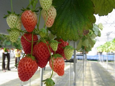 二宮いちご園 鶴ヶ峰 地産地食で一期一会 イチゴに会いに行きました 腹八分目 横浜ｂ級食べ歩き