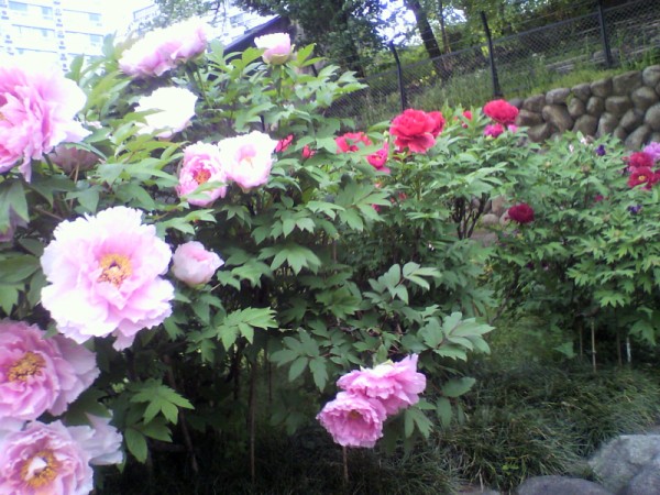 都立庭園巡り 旧岩崎邸庭園と湯島神社 ｂamboograssｗoodの気ままなブログ