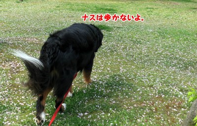 なすび犬 はに噛みバーニーズ 仁義なき戦い の日々