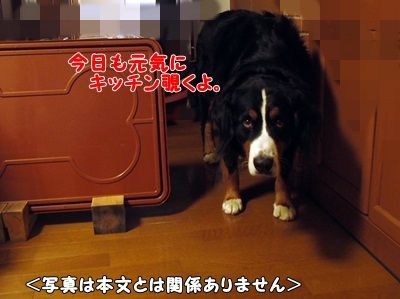 ムツゴロウ的オフ はに噛みバーニーズ 仁義なき戦い の日々