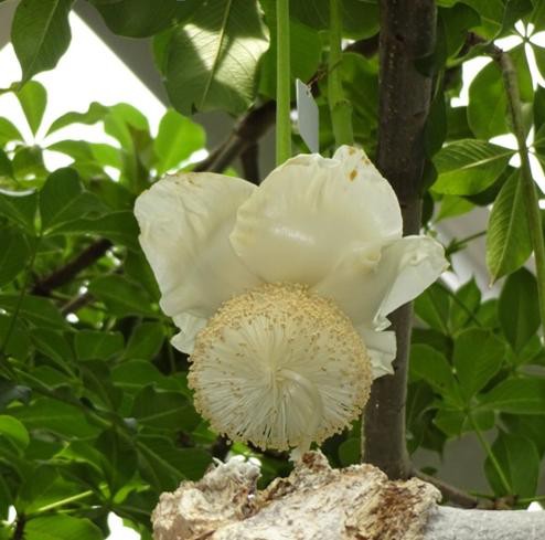 アフリカバオバブの花 ａｃふたば会