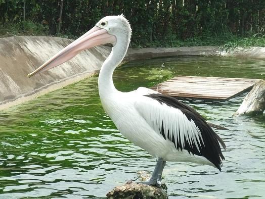 なんだこの ペリカンさん リラックスしすぎて溶けるｗｗｗｗｗｗｗｗ ミーティみたいなのは おしキャラっ 今流行りのアニメやゲームの キャラクターのオモシロ情報をまとめるサイトです
