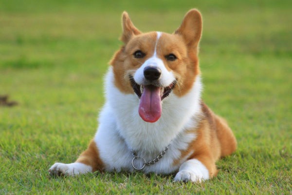 コーギーのしっぽ振りが可愛すぎると話題に おしキャラっ 今流行りのアニメやゲームのキャラクターのオモシロ情報をまとめるサイトです