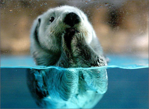 こんなん ちゃんとした理由があった ラッコが手を目に当てる理由がかわいいと話題にｗｗｗｗｗ 反則だろ おしキャラっ 今流行りのアニメやゲームのキャラクターのオモシロ情報をまとめるサイトです