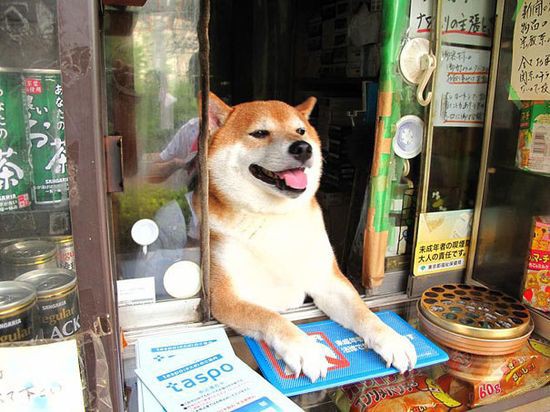 お会いしてみたかったけど 10 30で鈴木タバコ店が閉店していたことが判明 看板犬の柴犬も引退へ お勤めお疲れさまでしたああああああ おしキャラっ 今流行りのアニメやゲームのキャラクターのオモシロ情報をまとめるサイトです