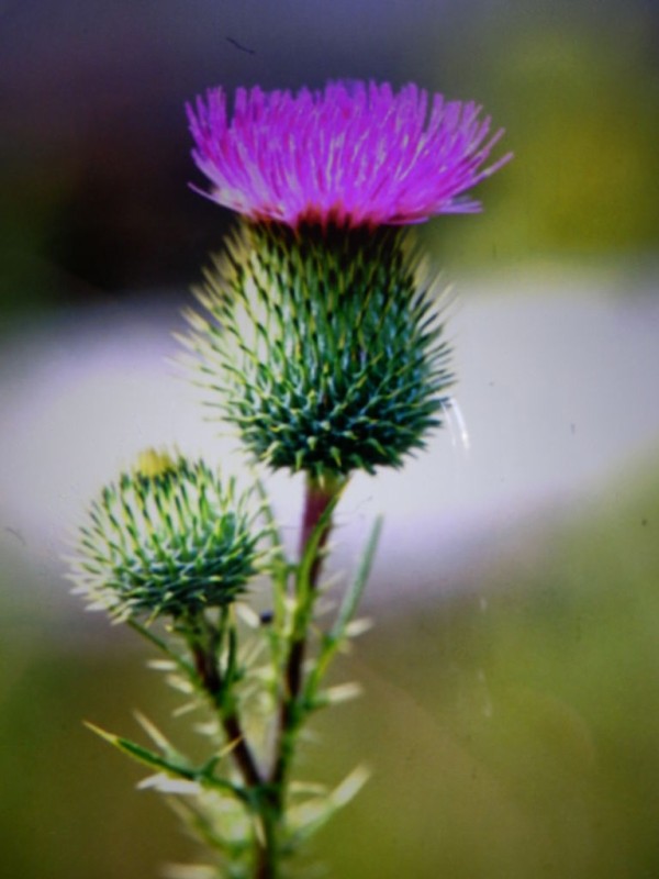 スコットランドの国花 シニアバーテンダーのblog