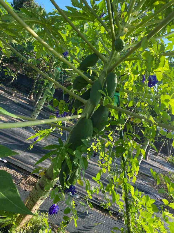パパイヤの花芽と プチラパンで女子会 そして今日も朝ラー麺男子とともに まる重 転がりゆく人生