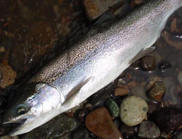 屈斜路湖のワカサギに魚も人も Bar Fly Kushiro