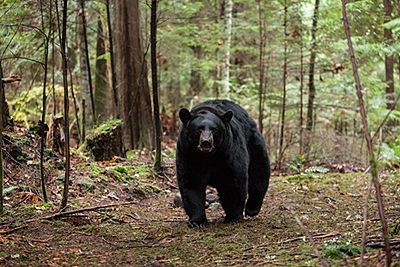 山の怖い話 映画 ブラックフット を観ました ﾟdﾟ 生きてるだけで丸儲け