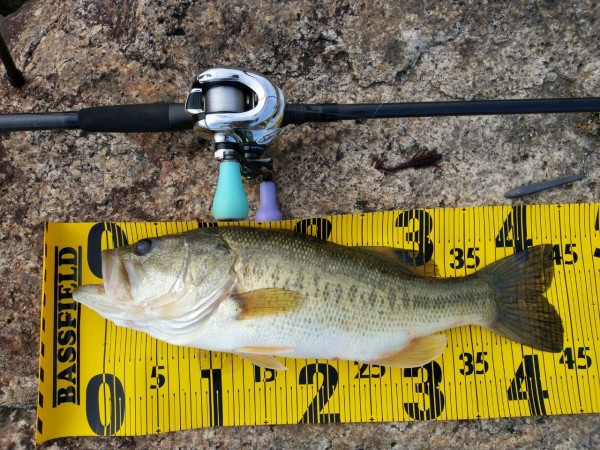 久々にツレチョビレた エビシャ３ 京都山科の釣具屋バスフィールド