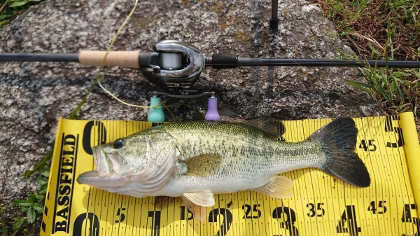 エビシャとエビカーリーでツレチョ 京都山科の釣具屋バスフィールド