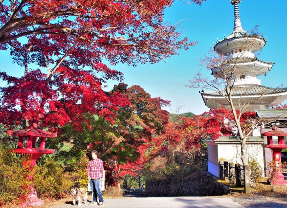 鳥居観音の紅葉 の巻 ばってんバランス日記