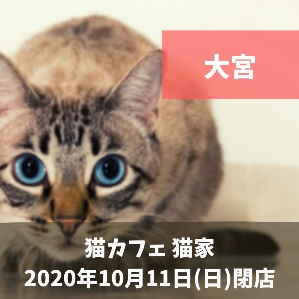 大宮 埼玉の猫カフェ 猫家 ねこや 大宮店 が10月11日 日 閉店 12年間の歴史に幕 猫とスタッフは川越店へお引越し 浦和裏日記 さいたま市の地域ブログ