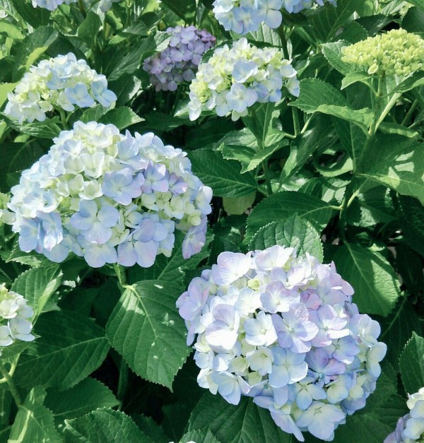 花と緑の散歩道を徹底解説 春は桜 6月は紫陽花 秋は紅葉 ランニングコースとしてもアリ 別所沼公園と武蔵浦和駅の遊歩道 浦和 Ura日記 さいたま市の地域ブログ