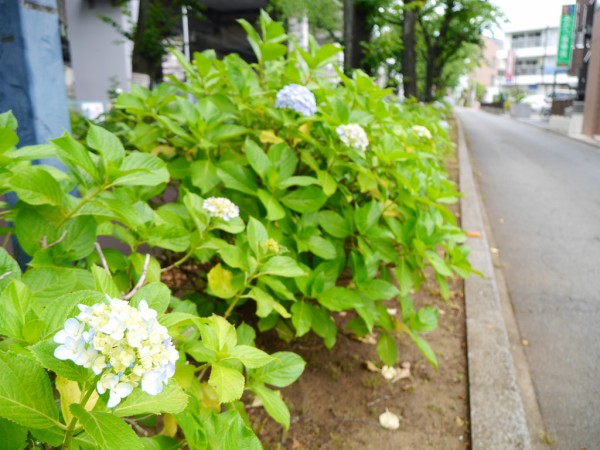 武蔵浦和 花と緑の散歩道のアジサイが開花16 6 4 浦和ura日記 さいたま市の地域ブログ