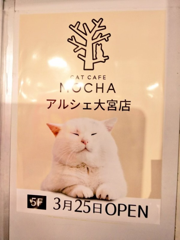 新店 大宮アルシェ5階に猫カフェmocha モカ が19 3 25オープン 浦和裏日記 さいたま市の地域ブログ 新店 大宮アルシェ5階に猫カフェmocha モカ が19 3 25オープン 浦和裏日記 さいたま市の地域ブログ