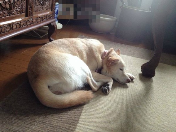 可愛い寝顔 犬と歩くしあわせ ネコと話すしあわせ