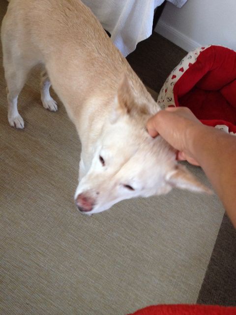 こちょこちょ 犬と歩くしあわせ ネコと話すしあわせ