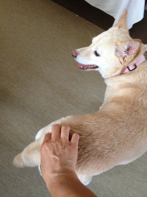 こちょこちょ 犬と歩くしあわせ ネコと話すしあわせ