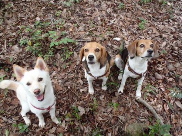 幻のレストランとヤッホの森 お留守番犬の幸せ Ver 2