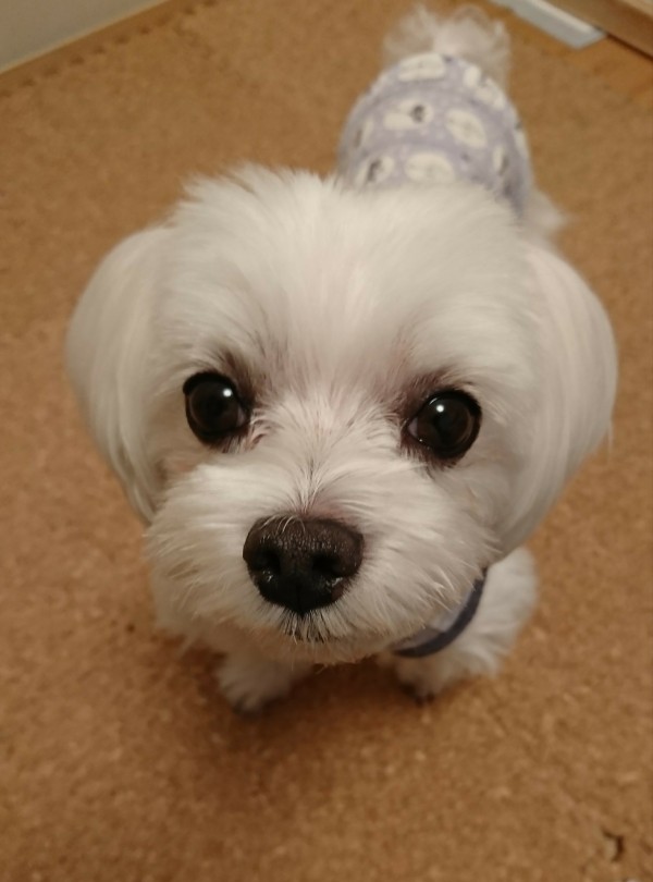 まるちゃんの涙やけ よだれやけ 元保護犬 マルチーズとトイプードルの記録 まるちゃんの涙やけ よだれやけ 元保護犬 マルチーズとトイプードルの記録