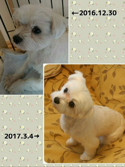 まるちゃんのフードローテ 17 3月 ホントのまんま 元保護犬 マルチーズとトイプードルの記録