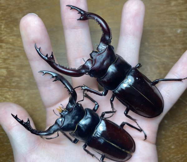 フォルスターキヨタミ 飼育記 【種オス羽化〜ボトル投入
