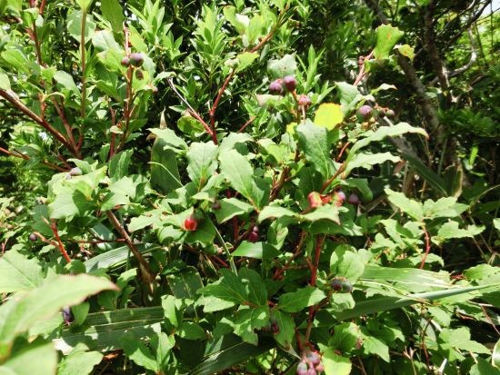 1 山採り　ウスギヨウラク ヨウラクツツジ 1 山採りウスギヨウラク ヨウラクツツジ