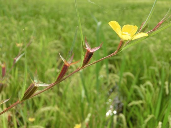 秋の水田雑草 当尾 とうの からの風の便り