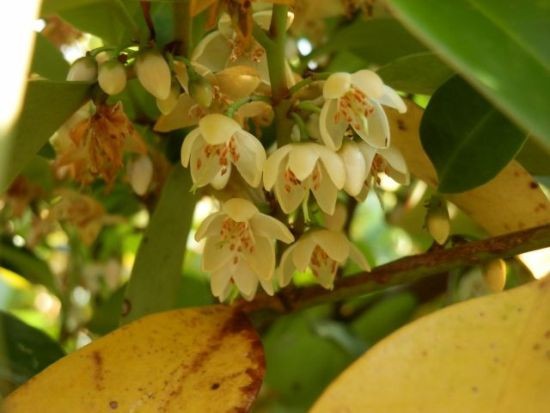 サカキ ヒサカキ 当尾 とうの からの風の便り