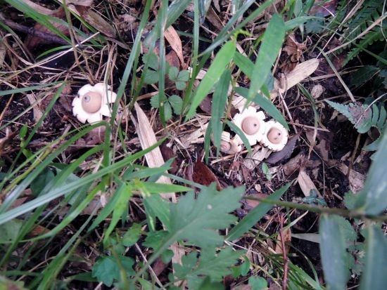 きのこ 楽天市場】【野川農園】きのこ小 11569【Gardening 置物 きのこ