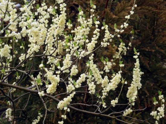 春の樹木の花たち ② アオモジ : 当尾（とうの）からの風の便り