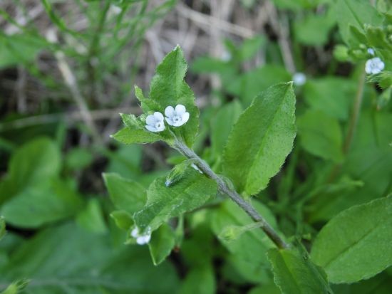 返り花 葉見ず花見ず 和綿と洋綿 当尾 とうの からの風の便り