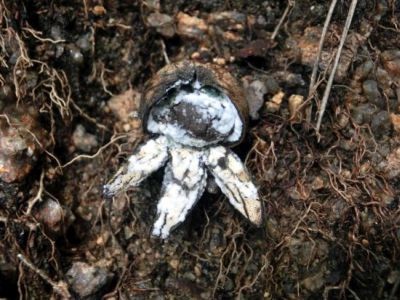 ツチガキ 他 キノコいろいろ スーパームーンの付録つき : 当尾