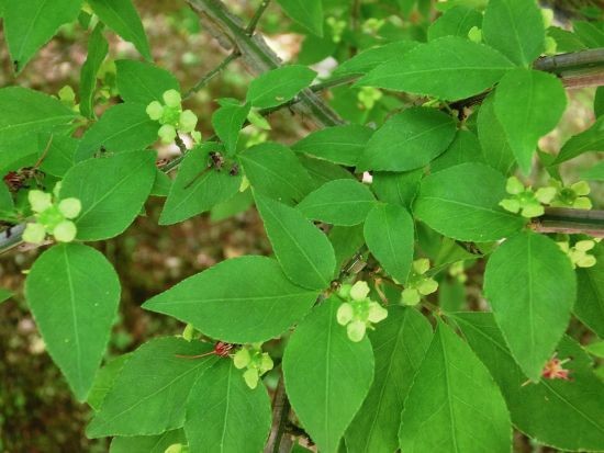 当地の花たち ホウノキ ツリバナ シュロ 他 当尾 とうの からの風の便り