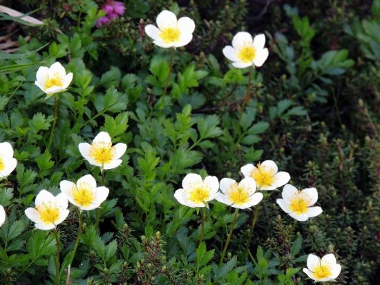 立山で出会った高山植物たち ハクサンイチゲ バラ科の仲間 当尾 とうの からの風の便り 立山で出会った高山植物たち ハクサンイチゲ バラ科の仲間 当尾 とうの からの風の便り