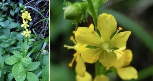 カシワバハグマ コウヤボウキ ハグロソウ 他 当尾 とうの からの風の便り